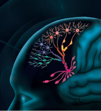 Nature：人腦前額葉發育的單細胞圖譜_單細胞轉錄組測序