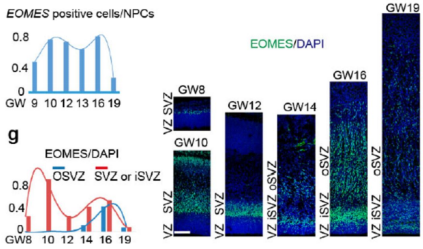 Nature：人腦前額葉發育的單細胞圖譜_單細胞轉錄組測序