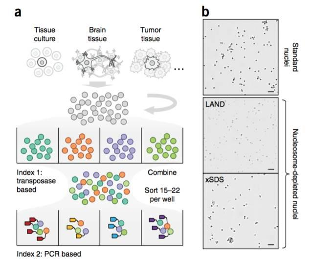 不使用微流控如何實現高通量測序單細胞基因組？