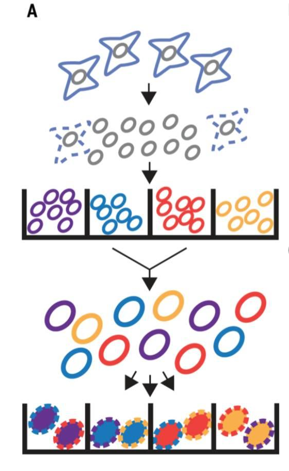 不使用微流控如何實現高通量測序單細胞基因組？