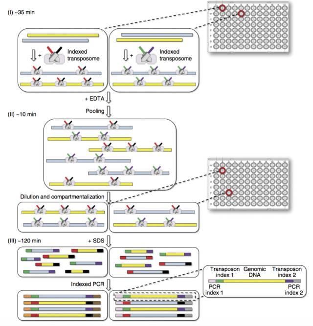 不使用微流控如何實現高通量測序單細胞基因組？